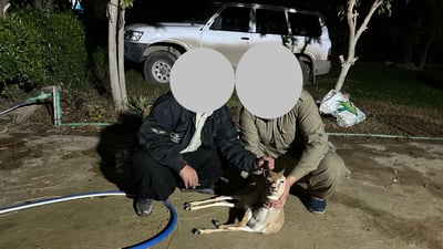 لەسەر کوشتنى ئاسک 15 کەس دەستگیرکراون