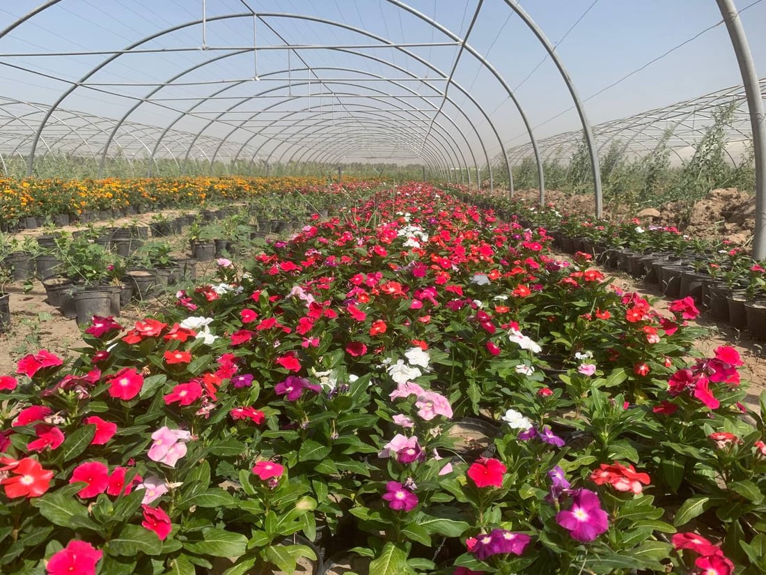 قد لا يعرفها كثير من أهل بغداد.. “العدوانية” البعيدة مصدر نباتات المطار النادرة