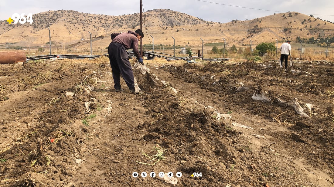 نیشانەی کۆتاییهاتنی وەرزی کشتوکاڵ دیاری دا