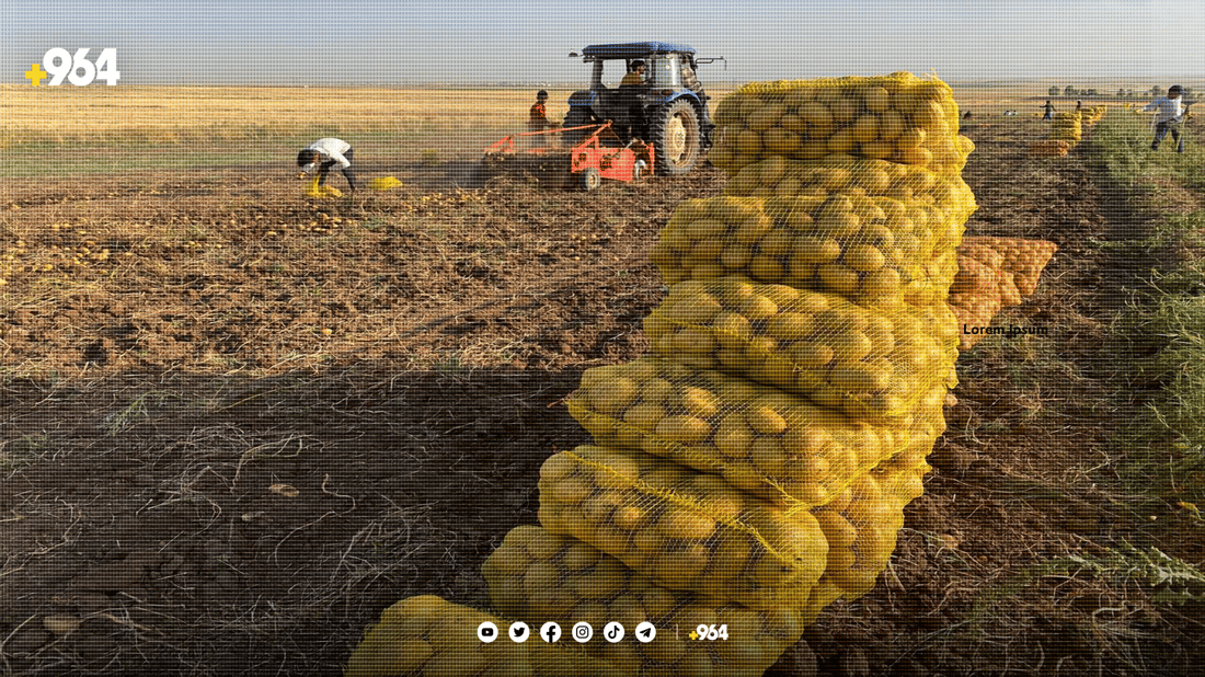 بەرهەمی پەتاتەی بەردەڕەش هەزاران تۆنە و ساغ نابێتەوە