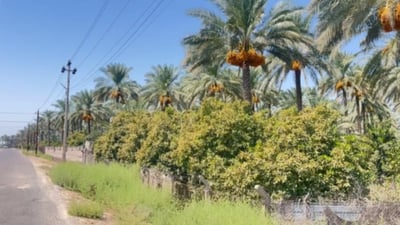 Famed palm groves and orchards in Baghdad’s Rashidiya face decline