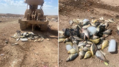 دەستبەسەرگرتنی 120 ماسی خراپ بوو لە کۆیە