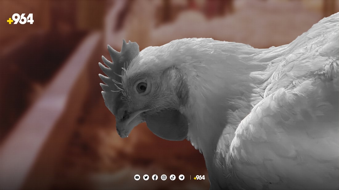 Kurdistan Region’s poultry industry faces 75 billion dinar loss in 2023