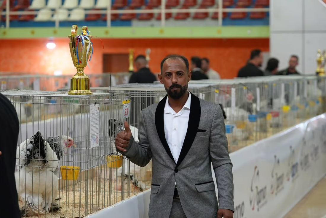 Beauty contest for chickens draws enthusiastic participants from across Iraq