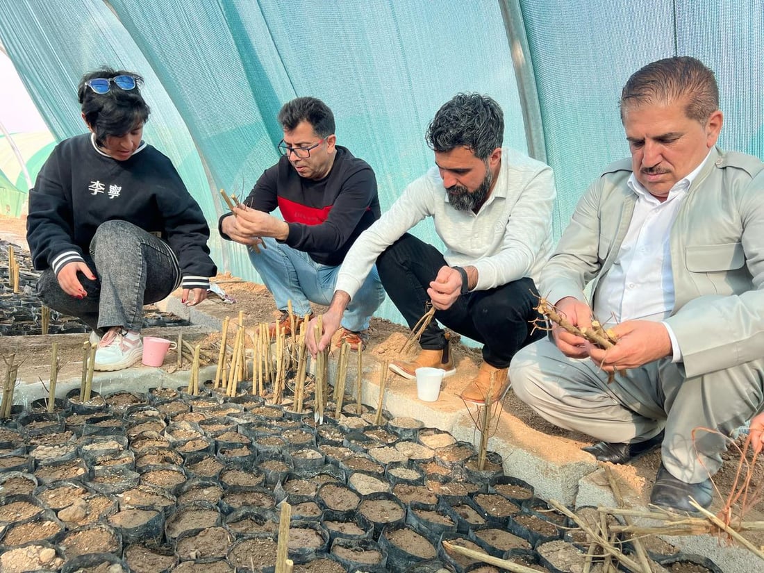 5000 قه‌ڵه‌مه‌ هه‌ناره‌كه‌ى هه‌ڵه‌بجه‌ به‌سه‌ر جوتیارانى شنگال دابه‌ش ده‌كرێت