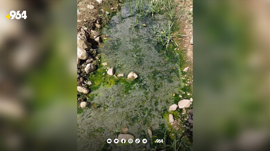 رانیە: ئه‌و كێڵگه‌ سه‌وزانه‌ى به‌ ئاوى پیس ئاوده‌دران تێكدران