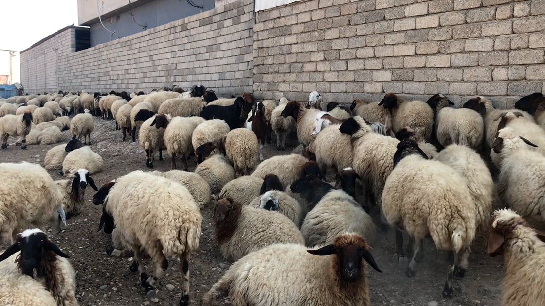 الزارعة تلقح آلاف الأغنام ضد حمى مالطا.. 4 وسائل لوقاية البشر من العدوى