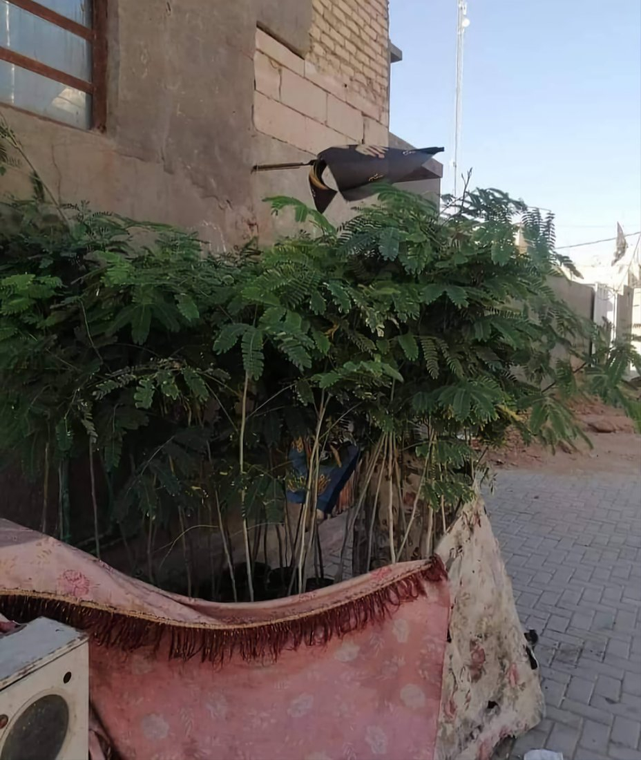 964mediaصورة من منصة (شبكة): 