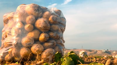 پەتاتەی گەرمیان هاتە ریزەوە