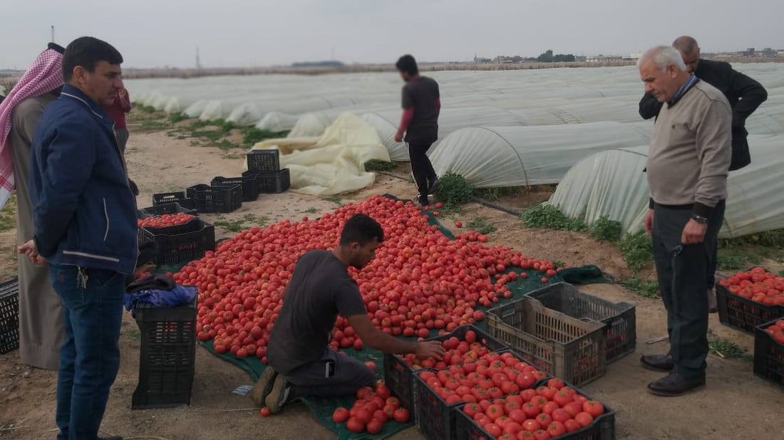 كردستان أبرز زبائن الزبير هذا الموسم.. إنتاج الطماطة غير مسبوق منذ 20 عاماً