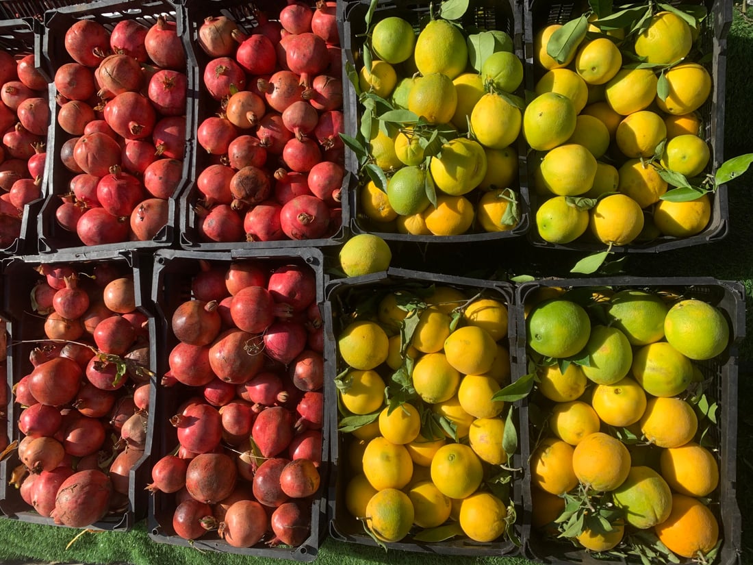 أرخص من الإيراني والطعم لا يقارن.. حديثة قطفت أولى سلال البرتقال (صور)