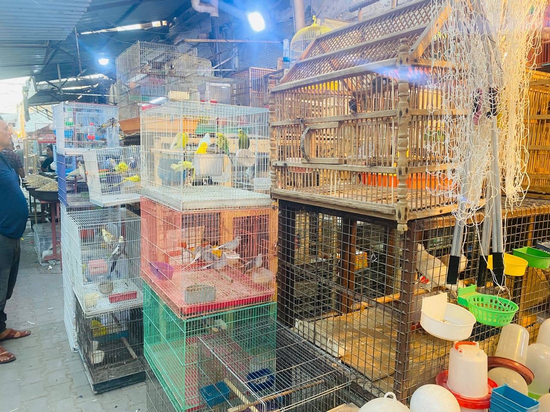 صور: حلَّ الخريف وبدأ موسم تزاوج البلابل.. سوق العمارة امتلأ بأقفاص سعف النخيل