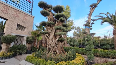 جۆرە دارێکی زەیتون لە ئیسپانیاوە  بە پاسپۆرت دێتە هەرێمی کوردستان