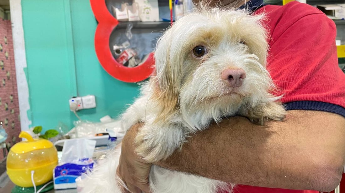 “تيرير” الفرنسي قد يكون أفضل كلب تبدأ معه رحلتك.. بيطري بغدادي