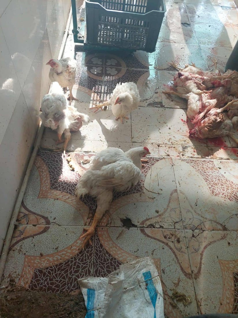 لە هەڵەبجە 30 مریشکی زیندوو دەستیان بەسەرداگیرا و لەناوبران