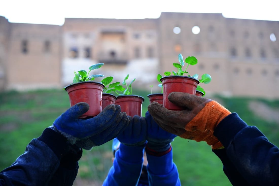 بۆ ئەم زستانە هەولێر 30 هەزار گوڵ دەچێنێت