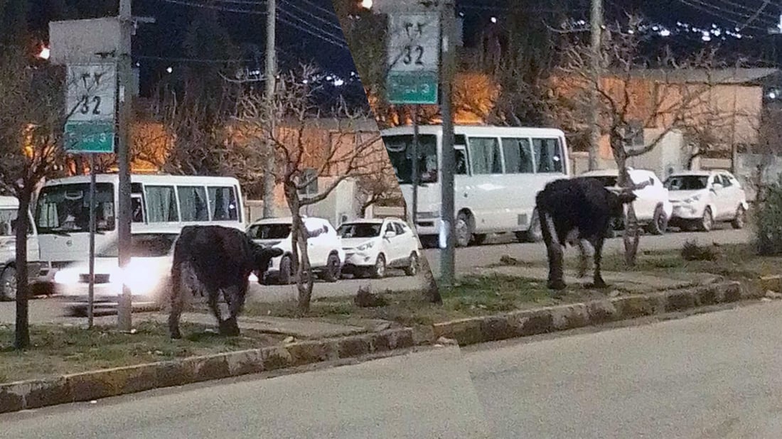 له‌ سنوورى قه‌زاى پیرمام خاوه‌نى ئاژه‌ڵه‌ به‌ڕه‌ڵاكان سزا ده‌درێن