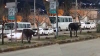 له‌ سنوورى قه‌زاى پیرمام خاوه‌نى ئاژه‌ڵه‌ به‌ڕه‌ڵ...
