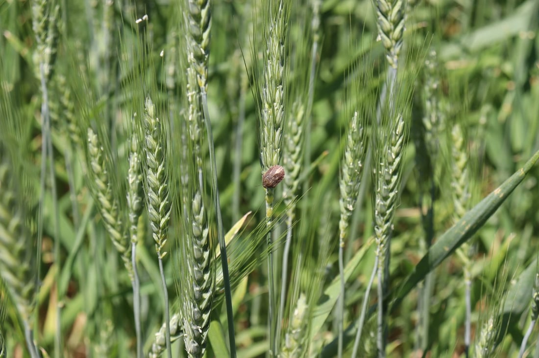 مێرووى سن له‌ ناو گه‌نمى هه‌ڵه‌بجه‌ بڵاوبووه‌ته‌وه‌ به‌ڵام گه‌راى دانه‌ناوه‌