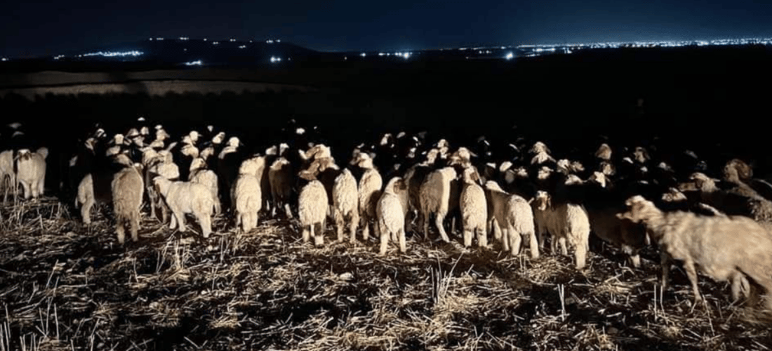  700 سەرمەڕ دەستیان بەسەرداگیرا