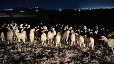  700 سەرمەڕ دەستیان بەسەرداگیرا