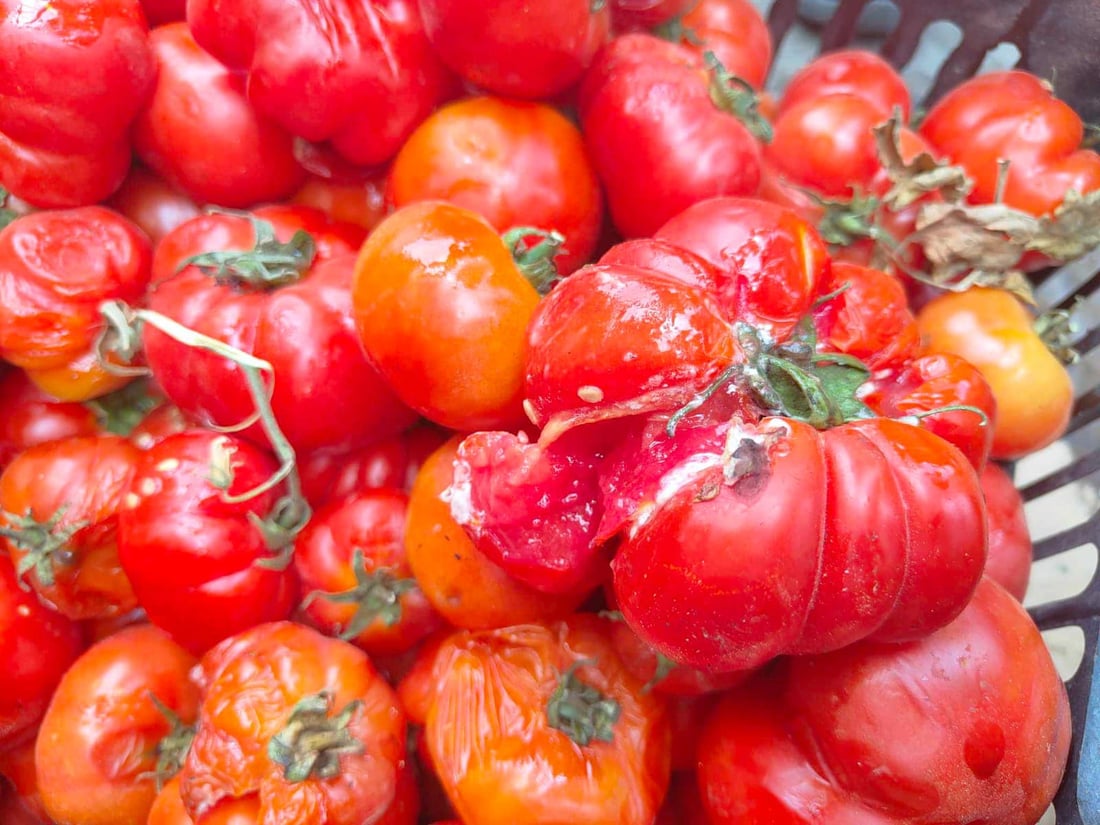 لە هەڵەبجە دەست بەسەر زیاتر لە 300 کیلۆ تەماتەدا گیرا