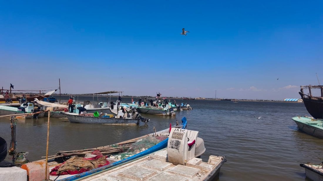 الزبيدي والصبور والمزلگ وخمسة أنواع أسماك أخرى في مرسى النقعة اليوم