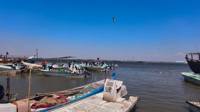 الزبيدي والصبور والمزلگ وخمسة أنواع أسماك أخرى في مرسى النقعة اليوم