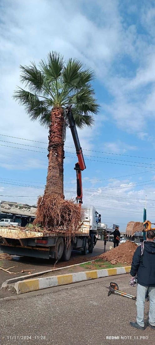 دره‌ختە واشنتۆنیاكه‌ی چه‌مچه‌ماڵ به‌ سه‌لامه‌تى له‌ دەروازەی شار چێندرایه‌وه‌