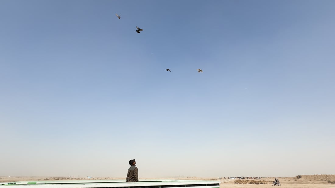 Rare Iraqi pigeons draw Gulf collectors, push prices sky-high