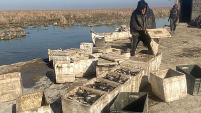 أسماك “البني” الكبيرة تختفي من الچبايش.. لصالح “الشانك والحمري”