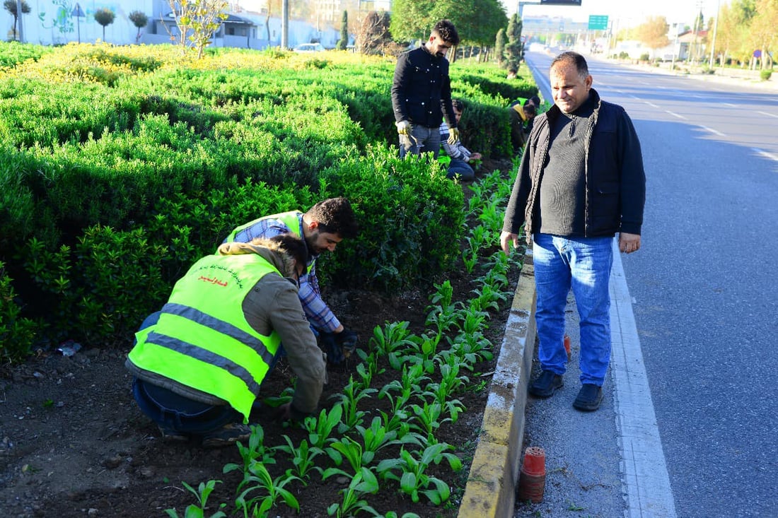 هه‌ولێر پڕ له‌ گوڵى (هه‌میشه‌ به‌هار) ده‌كرێت