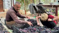 Duhok grape harvest begins with production expected to top 60,000 tons