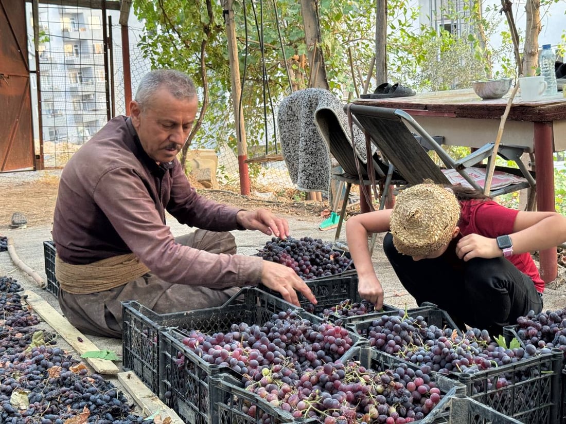 Duhok grape harvest begins with production expected to top 60,000 tons