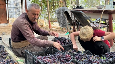 Duhok grape harvest begins with production expected to top 60,000 tons