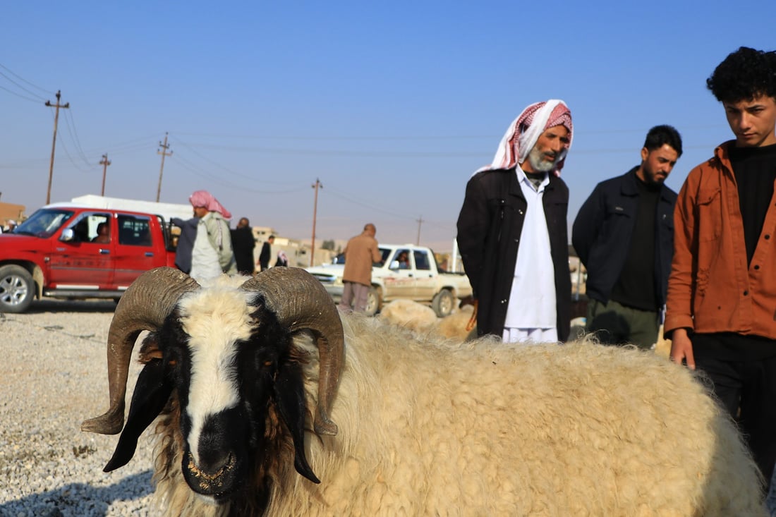 عيد الصوم الإيزيدي يرفع أسعار المواشي في سنجار 10%