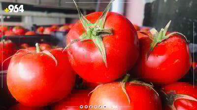 ئەمڕۆ تەماتە بە 500 و پیاز بە 750 دینار بكڕن