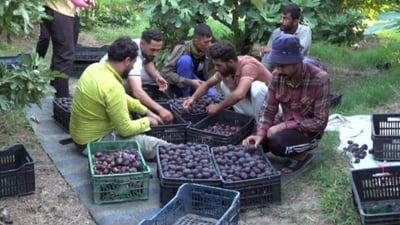 Babil fig farms enjoy bumper crop