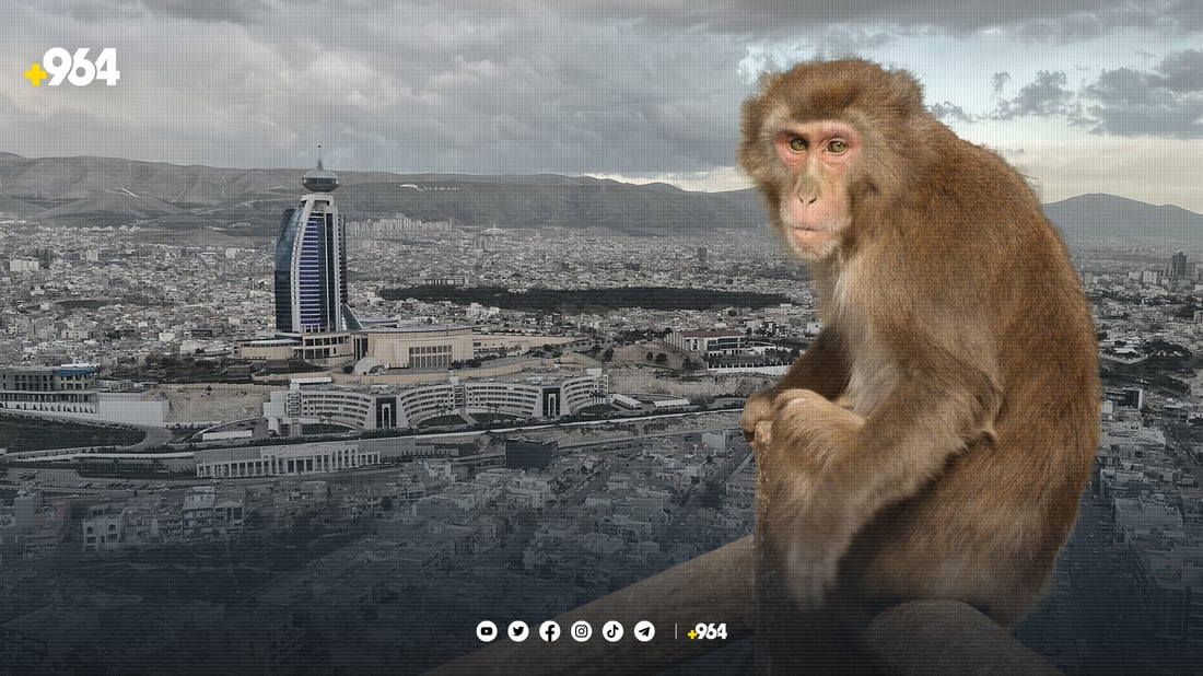 هەر بەڕاستی لە سلێمانی دەستدرێژی سێکسی کراوەتە سەر مەیمونێک؟