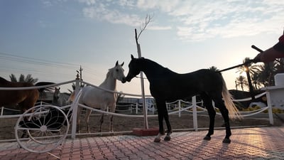 أجمل 6 خيول في العراق.. الأصايل تدقق ديجيتال في الفلوجة
