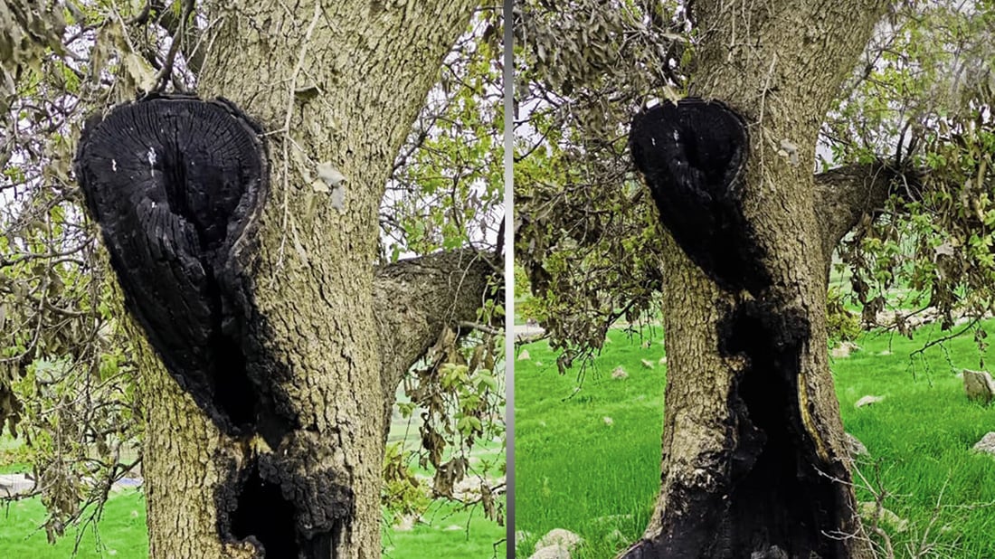 هەر بە تەڕى دارێکیان سووتاند