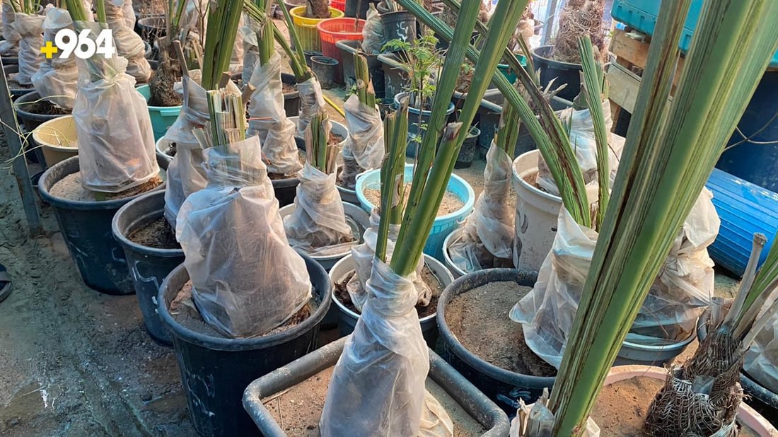 صور من البصرة: “أبو سجاد” يبيع أجود النخيل والسر في مختبرات البرحي و”العجوة”