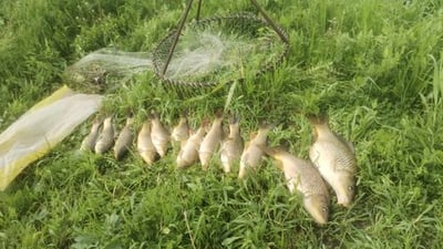 چوار راوچی ماسی لە دەربەندیخان و شارەزوور دەستگیر کران