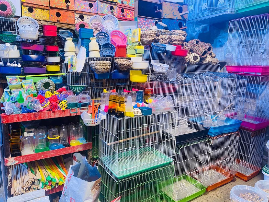 صور: حلَّ الخريف وبدأ موسم تزاوج البلابل.. سوق العمارة امتلأ بأقفاص سعف النخيل