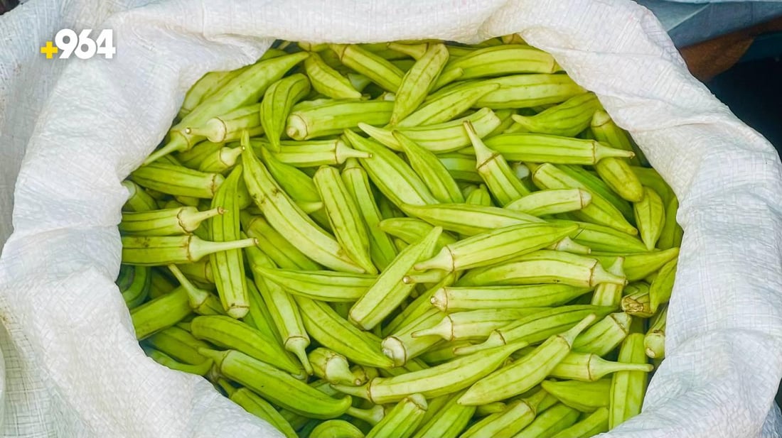 صور: موسم “باميا سهيل” بدأ في البصرة والزبائن تذوقوا القطفة الأولى