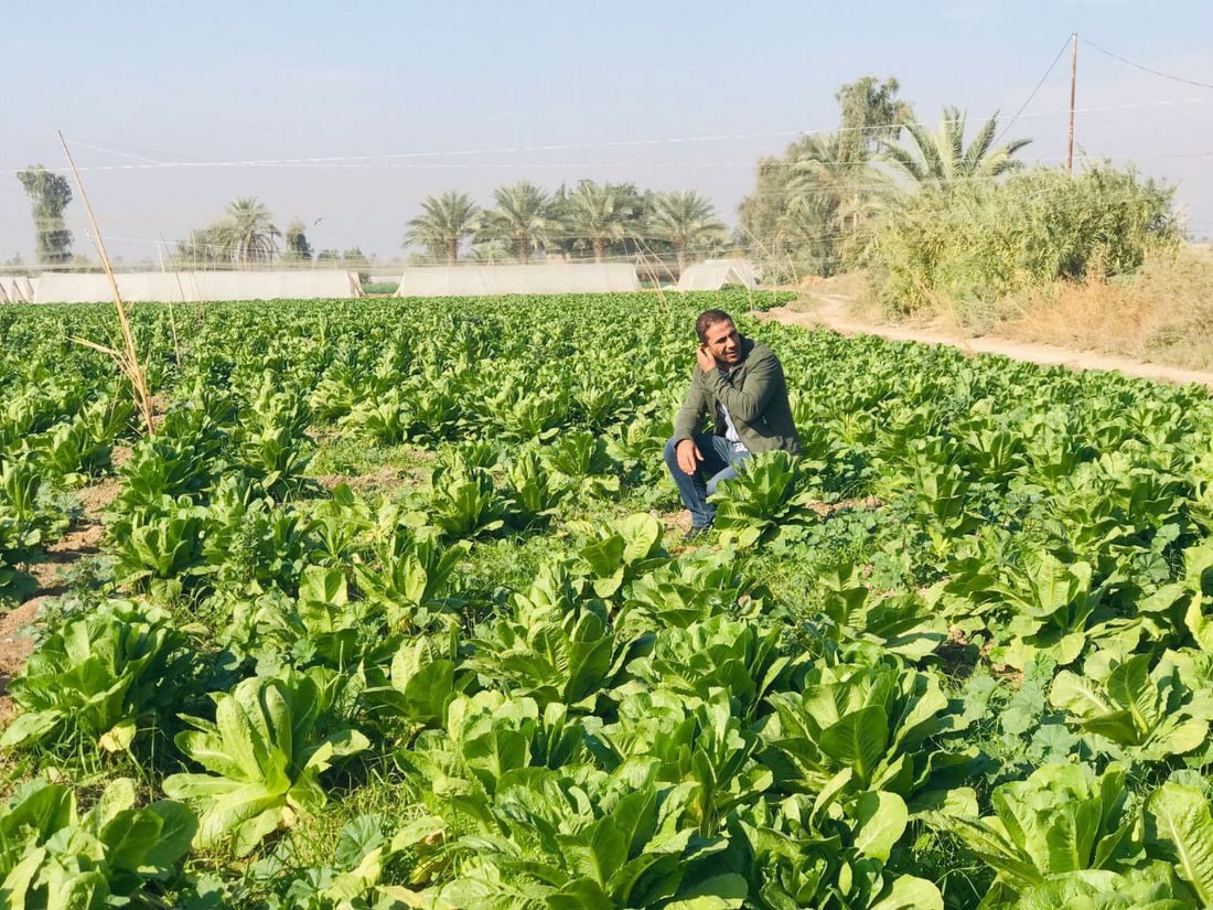 صور: خس بابل ليس في أفضل أعوامه.. “أبو الطوبة” نادر والإيراني بـ 500 فقط