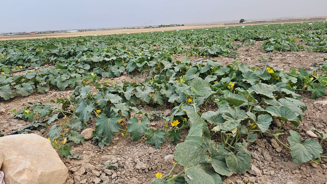 صور من سهول ومحصول “تعروزي” بعشيقة.. أطنان من قرية “عمر قابچي” إلى الأسواق