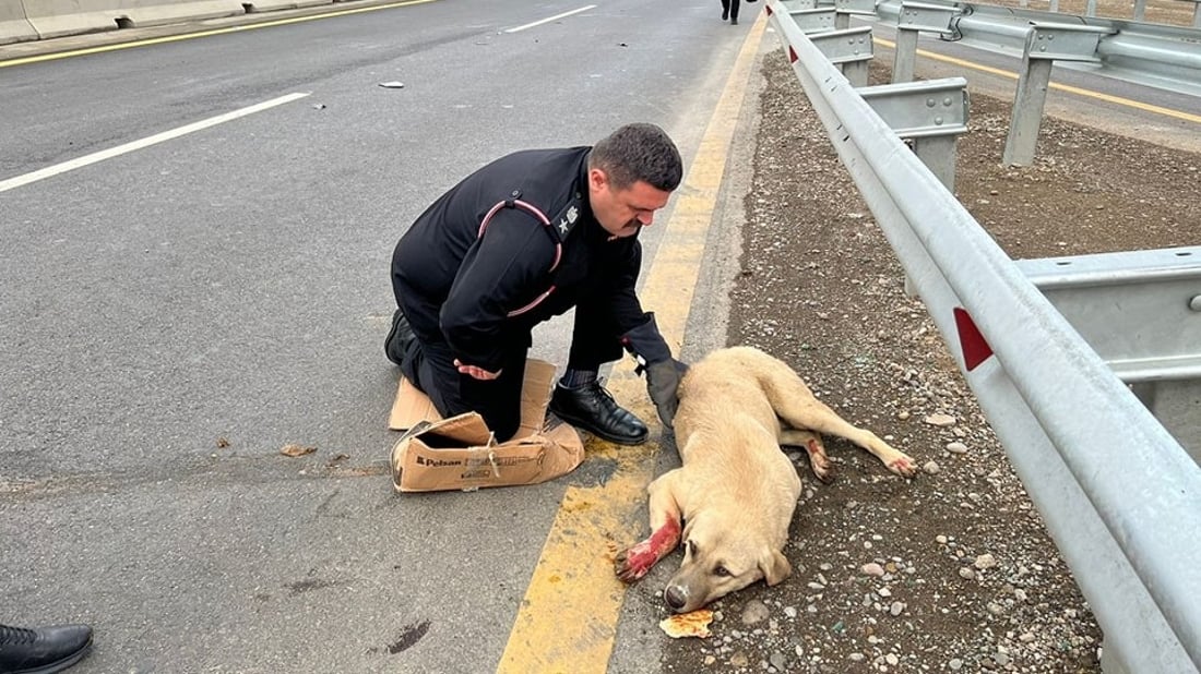 بەرگریی شارستانیی سۆران هەر مرۆڤەکان رزگار ناکات؛ بەهانای ئاژەڵەکانیشەوە دەچن