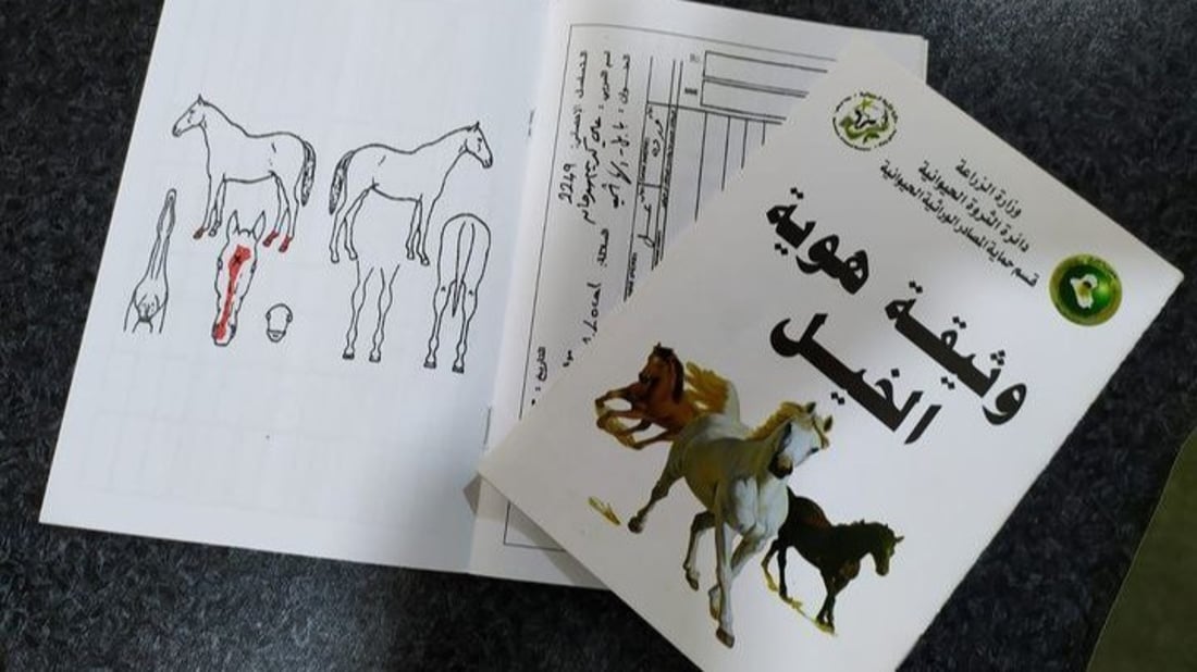 صور وإحصاء جديد: بابل بلا خيول عربية.. كلها مصرية أو إيرانية!