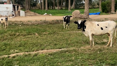 Drone gangs return to steal livestock in Abu Ghraib,